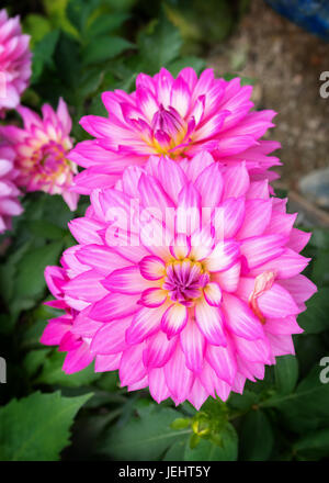 Farbenfrohe Dahlien blühen im Garten. Stockfoto