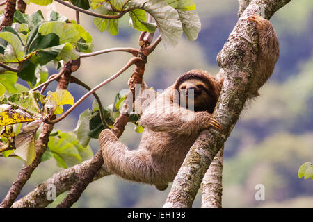 Brown-throated Drei-toed sloth Bild in Panama genommen Stockfoto
