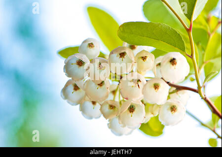 Nahaufnahme von Zenobia Pulverulenta Blume auf Ast mit grünen Blättern. Anlage sieht aus wie eine Lilie der Senke Stockfoto