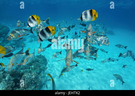 Tropischen Schwarm Fische Butterflyfish mit Snapper unter Wasser in der Lagune von Rangiroa, Französisch-Polynesien, Tuamotus, Pazifik Stockfoto