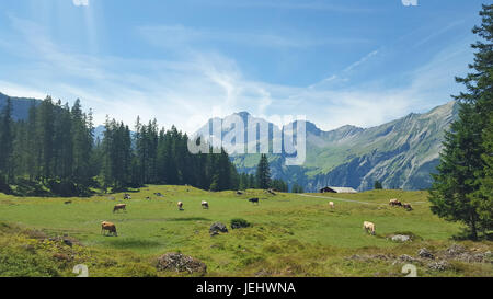 Grasende Kühe auf Schweizer Wiesen Stockfoto