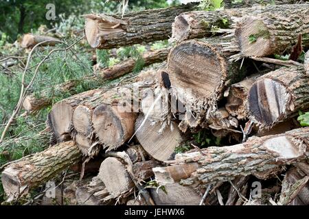 Frisch geschnittenen Sie Holz in einem Kahlschlag im Rahmen der Entwaldung für die Entwicklung neuer Heimat Stockfoto