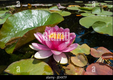 Seerose (Nymphaea Attraktion). Seerosenteich auf Long Hill-Anwesen in Beverly, Massachusetts. Stockfoto