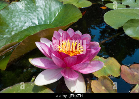 Seerose (Nymphaea Attraktion). Seerosenteich auf Long Hill-Anwesen in Beverly, Massachusetts. Stockfoto