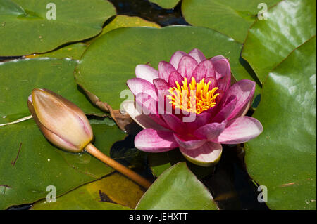 Seerose (Nymphaea Attraktion). Seerosenteich auf Long Hill-Anwesen in Beverly, Massachusetts. Stockfoto