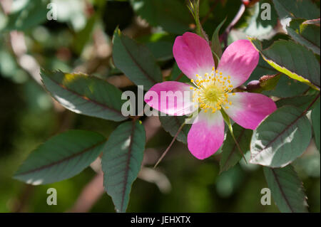 Rot-leaved Rose (Rosa Glauca). Sedgwick Gardens auf Long Hill-Anwesen in Beverly, Massachusetts. Stockfoto