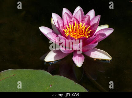 Seerose (Nymphaea Attraktion). Seerosenteich auf Long Hill-Anwesen in Beverly, Massachusetts. Stockfoto