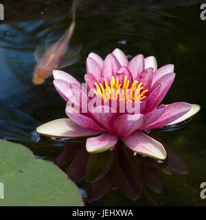 Seerose (Nymphaea Attraktion). Seerosenteich auf Long Hill-Anwesen in Beverly, Massachusetts. Stockfoto