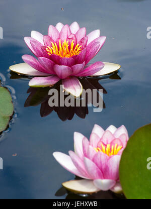 Seerose (Nymphaea Attraktion). Seerosenteich auf Long Hill-Anwesen in Beverly, Massachusetts. Stockfoto