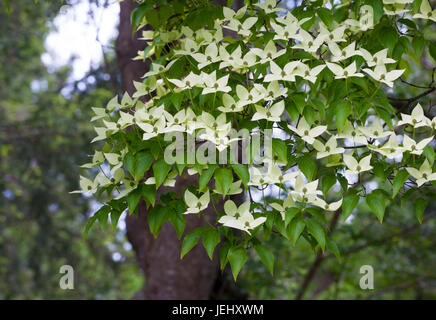 Koreanischer Hartriegel (Cornus Kousa). Sedgwick Gardens auf Long Hill-Anwesen in Beverly, Massachusetts. Stockfoto