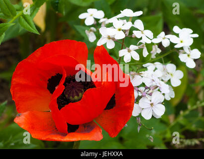 Roter Mohn (Papaver Rhoeas) und Dame der Rakete (Hesperis Matronalis). Sedgwick Gardens auf Long Hill-Anwesen in Beverly, Massachusetts. Stockfoto