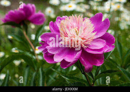 "Schüssel Schönheit" Pfingstrose (Paeonia Lactiflora). Sedgwick Gardens auf Long Hill-Anwesen in Beverly, Massachusetts. Stockfoto