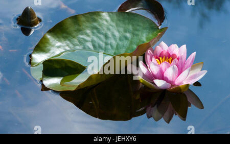 Seerose (Nymphaea Attraktion). Seerosenteich auf Long Hill-Anwesen in Beverly, Massachusetts. Stockfoto