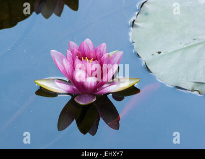 Seerose (Nymphaea Attraktion). Seerosenteich auf Long Hill-Anwesen in Beverly, Massachusetts. Stockfoto