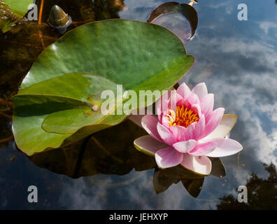 Seerose (Nymphaea Attraktion). Seerosenteich auf Long Hill-Anwesen in Beverly, Massachusetts. Stockfoto