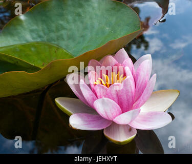 Seerose (Nymphaea Attraktion). Seerosenteich auf Long Hill-Anwesen in Beverly, Massachusetts. Stockfoto
