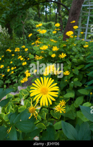 Von Leopard-bane (Anmerkungen pardalianches). Sedgwick Gärten auf Long Hill Estate, in Beverly, MA. Stockfoto