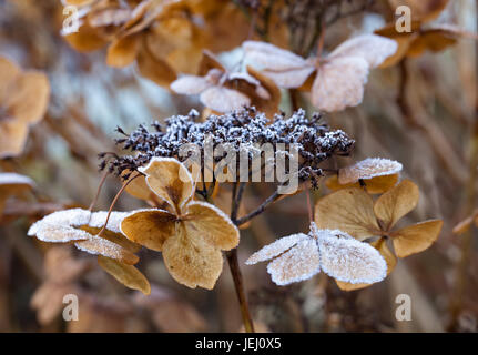 Frost auf Hortensie Stockfoto