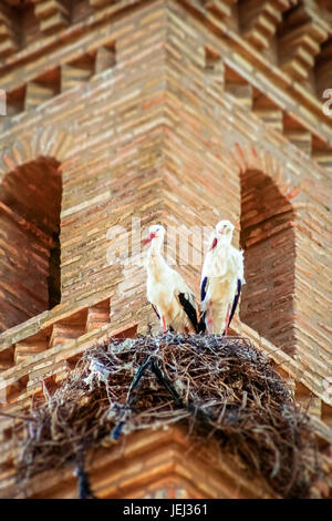 Storchenpaar in einem Nest auf Kirchturm Stockfoto