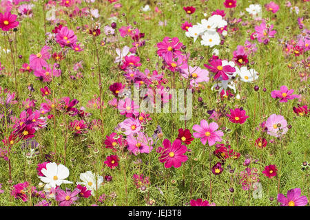 Cosmos Bipinnatus, gemeinhin als Garten Kosmos oder mexikanische aster Stockfoto