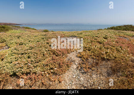 Landschaft im Sommer in der Insel Tabarca, Provinz Alicante, Spanien Stockfoto