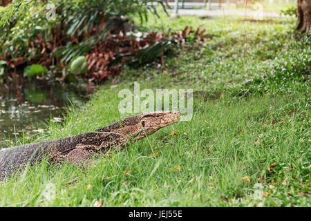 Waran auf dem Rasen im Park von Thailand. Stockfoto