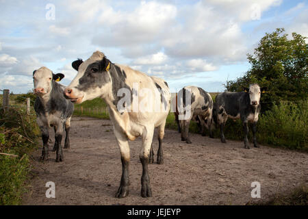 Marshside, Lancashire, UK. UK Wetter. 26 Juni, 2017. Sonnenschein auf jungen britischen Blaue Belgier Rinder, die ihre ersten Sommer auf der küstennahen Sümpfen des Ribble Estuary verbringen. Gutes, trockenes Wetter mit einigen guten Zauber von Sonnenschein erwartet, Gefühl angenehm warm. Kredit; MediaWorldImages/AlamyLiveNews. Stockfoto