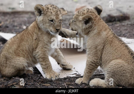 Neuwied, Deutschland. 26. Juni 2017. Die Barbary Löwenbabys, die am 19. April geboren worden im Zoo in Neuwied, Deutschland, 26. Juni 2017 zu sehen. Auf der ganzen Welt gibt es nur rund 100 rein gezüchtet Barbary Löwen links. Foto: Thomas Frey/Dpa/Alamy Live News Stockfoto