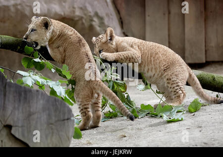 Neuwied, Deutschland. 26. Juni 2017. Die Barbary Löwenbabys, die am 19. April geboren worden im Zoo in Neuwied, Deutschland, 26. Juni 2017 zu sehen. Auf der ganzen Welt gibt es nur rund 100 rein gezüchtet Barbary Löwen links. Foto: Thomas Frey/Dpa/Alamy Live News Stockfoto