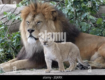 Neuwied, Deutschland. 26. Juni 2017. Die Barbary Löwenbabys, die am 19. April geboren worden im Zoo in Neuwied, Deutschland, 26. Juni 2017 zu sehen. Auf der ganzen Welt gibt es nur rund 100 rein gezüchtet Barbary Löwen links. Foto: Thomas Frey/Dpa/Alamy Live News Stockfoto