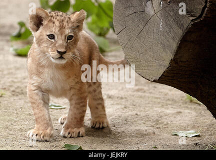 Neuwied, Deutschland. 26. Juni 2017. Die Barbary Löwenbabys, die am 19. April geboren worden im Zoo in Neuwied, Deutschland, 26. Juni 2017 zu sehen. Auf der ganzen Welt gibt es nur rund 100 rein gezüchtet Barbary Löwen links. Foto: Thomas Frey/Dpa/Alamy Live News Stockfoto