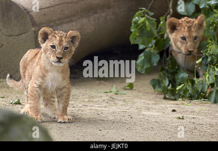 Neuwied, Deutschland. 26. Juni 2017. Die Barbary Löwenbabys, die am 19. April geboren worden im Zoo in Neuwied, Deutschland, 26. Juni 2017 zu sehen. Auf der ganzen Welt gibt es nur rund 100 rein gezüchtet Barbary Löwen links. Foto: Thomas Frey/Dpa/Alamy Live News Stockfoto