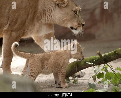 Neuwied, Deutschland. 26. Juni 2017. Die Barbary Löwenbabys, die am 19. April geboren worden im Zoo in Neuwied, Deutschland, 26. Juni 2017 zu sehen. Auf der ganzen Welt gibt es nur rund 100 rein gezüchtet Barbary Löwen links. Foto: Thomas Frey/Dpa/Alamy Live News Stockfoto