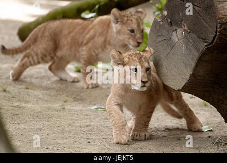 Neuwied, Deutschland. 26. Juni 2017. Die Barbary Löwenbabys, die am 19. April geboren worden im Zoo in Neuwied, Deutschland, 26. Juni 2017 zu sehen. Auf der ganzen Welt gibt es nur rund 100 rein gezüchtet Barbary Löwen links. Foto: Thomas Frey/Dpa/Alamy Live News Stockfoto