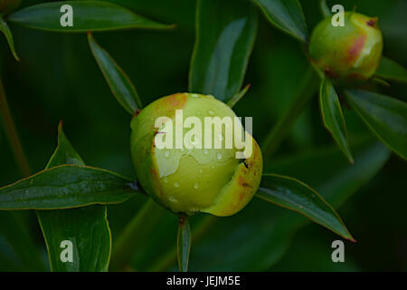 Regentropfen sind auf der weißen Pfingstrose Knospe sichtbar. Marco, Natur, Blumen, Russland, Moskau, Shatura nicht weiße Pfingstrose Blume nach Regen. Stockfoto