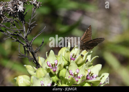 Monarch-Wirtspflanze Stockfoto