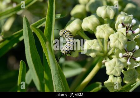 Monarch-Wirtspflanze Stockfoto