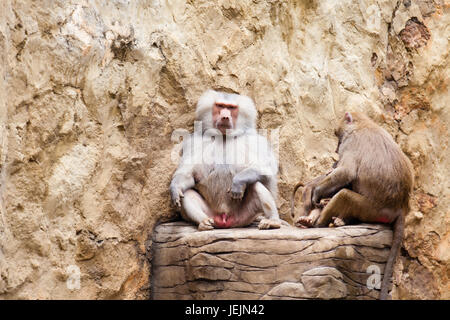 Paviane Familie (Hamadryas Pavian) in Gefangenschaft Stockfoto