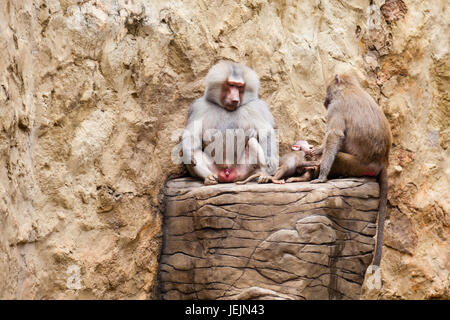 Paviane Familie (Hamadryas Pavian) in Gefangenschaft Stockfoto