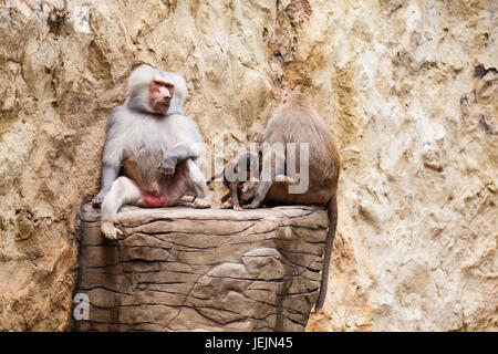 Paviane Familie (Hamadryas Pavian) in Gefangenschaft Stockfoto