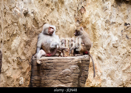 Paviane Familie (Hamadryas Pavian) in Gefangenschaft Stockfoto