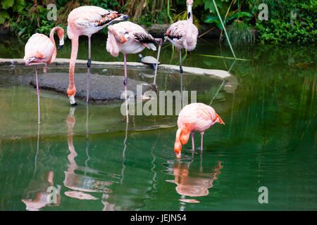 Amerikanische Flamingo (Phoenicopterus Ruber) in Gefangenschaft Stockfoto