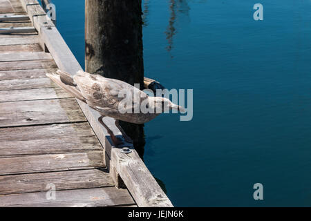 Juvenile Glaucous-winged Möwe (Larus glaucescens) Hocken am Rande von Dock Stockfoto