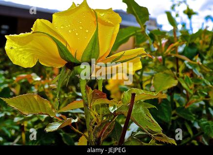 Gelbe Rose mit Tautropfen Stockfoto