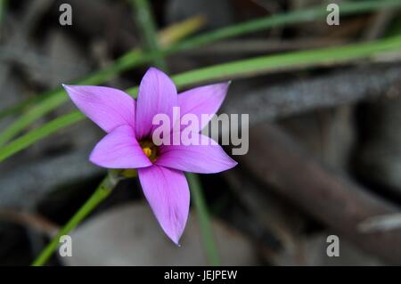 Rosa Rasen Blume Stockfoto