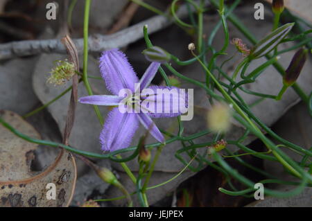 Kleine lila native WA Blume Stockfoto