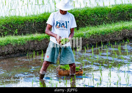 Ubud, Bali, Indonesien - 29. Juli 2013. Ein unbekannter Mann arbeitet in Reis Plantage. Der Prozess der Pflanzen Reis von hand. Reisfelder auf Bali Stockfoto