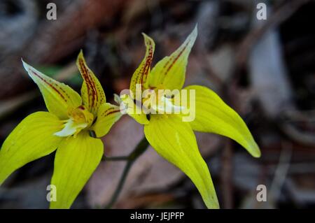 Gelbe einheimische WA-Orchidee Stockfoto