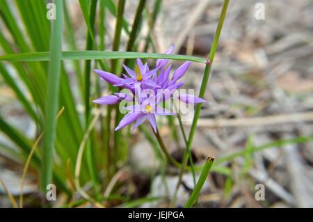 Native WA lila Blume Stockfoto