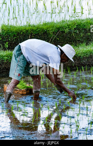 Ubud, Bali, Indonesien - 29. Juli 2013. Ein unbekannter Mann arbeitet in Reis Plantage. Der Prozess der Pflanzen Reis von hand. Reisfelder auf Bali Stockfoto